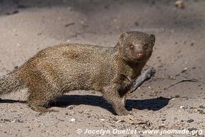 Savuti - Chobe National Park - Botswana