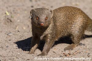 Savuti - Parc national de Chobe - Botswana