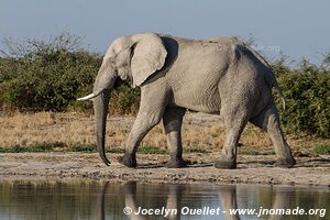 Savuti - Chobe National Park - Botswana