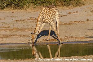 Savuti - Chobe National Park - Botswana