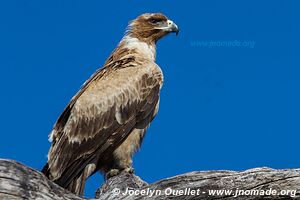 Savuti - Chobe National Park - Botswana