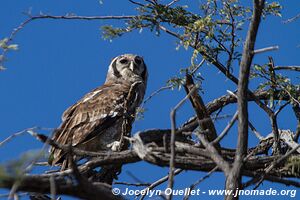 Savuti - Chobe National Park - Botswana