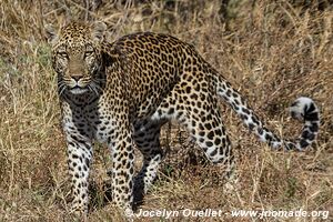 Savuti - Parc national de Chobe - Botswana