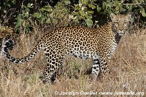 Savuti - Parc national de Chobe - Botswana