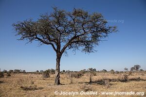Savuti - Chobe National Park - Botswana