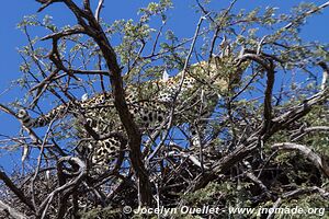 Savuti - Parc national de Chobe - Botswana