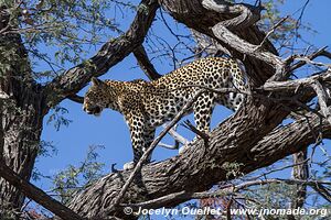 Savuti - Parc national de Chobe - Botswana