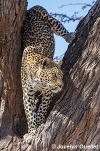 Savuti - Chobe National Park - Botswana