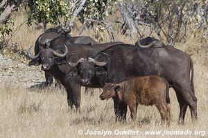 Savuti - Chobe National Park - Botswana