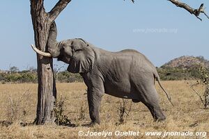 Savuti - Chobe National Park - Botswana