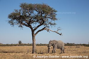 Savuti - Parc national de Chobe - Botswana