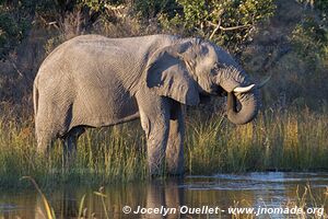 Savuti - Parc national de Chobe - Botswana