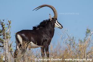 Rivière Chobe - Parc national de Chobe - Botswana