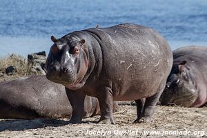 Chobe Riverfront - Chobe National Park - Botswana