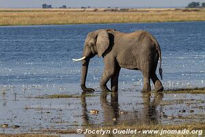 Rivière Chobe - Parc national de Chobe - Botswana