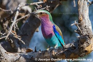 Chobe Riverfront - Chobe National Park - Botswana