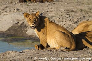 Rivière Chobe - Parc national de Chobe - Botswana