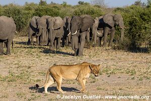 Rivière Chobe - Parc national de Chobe - Botswana