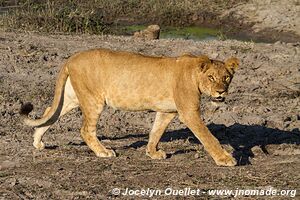 Chobe Riverfront - Chobe National Park - Botswana