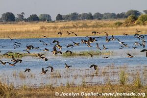 Rivière Chobe - Parc national de Chobe - Botswana