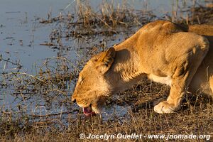 Rivière Chobe - Parc national de Chobe - Botswana