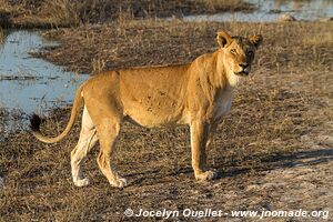 Rivière Chobe - Parc national de Chobe - Botswana