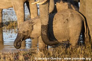 Chobe Riverfront - Chobe National Park - Botswana