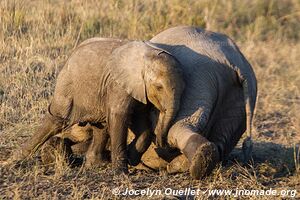 Chobe Riverfront - Chobe National Park - Botswana