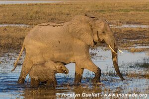 Chobe Riverfront - Chobe National Park - Botswana