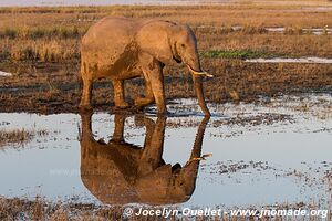 Chobe Riverfront - Chobe National Park - Botswana