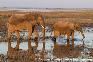 Rivière Chobe - Parc national de Chobe - Botswana