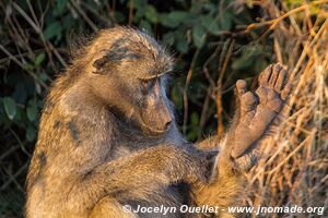 Chobe Riverfront - Chobe National Park - Botswana