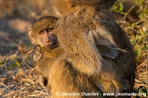 Chobe Riverfront - Chobe National Park - Botswana