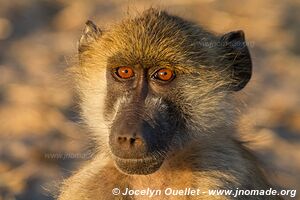 Chobe Riverfront - Chobe National Park - Botswana