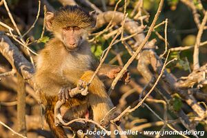 Rivière Chobe - Parc national de Chobe - Botswana