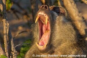 Chobe Riverfront - Chobe National Park - Botswana