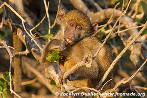 Rivière Chobe - Parc national de Chobe - Botswana