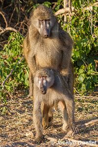 Rivière Chobe - Parc national de Chobe - Botswana