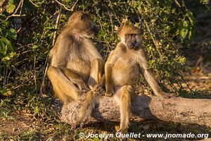 Rivière Chobe - Parc national de Chobe - Botswana