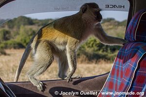 Chobe Riverfront - Chobe National Park - Botswana