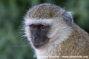 Chobe Riverfront - Chobe National Park - Botswana