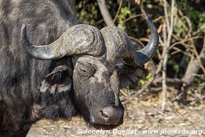 Rivière Chobe - Parc national de Chobe - Botswana