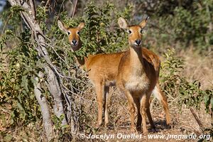 Rivière Chobe - Parc national de Chobe - Botswana