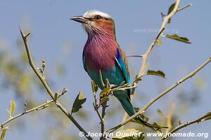 Chobe Riverfront - Chobe National Park - Botswana