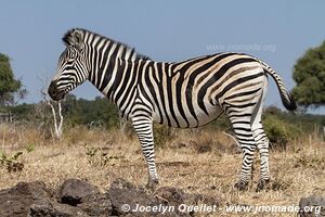 Chobe Riverfront - Chobe National Park - Botswana