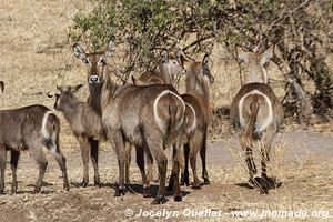 Chobe Riverfront - Chobe National Park - Botswana