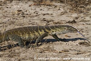 Rivière Chobe - Parc national de Chobe - Botswana