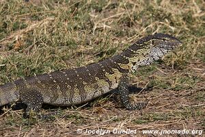 Rivière Chobe - Parc national de Chobe - Botswana