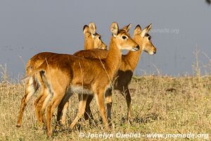 Chobe Riverfront - Chobe National Park - Botswana