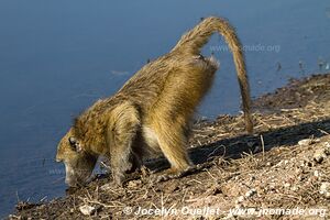 Chobe Riverfront - Chobe National Park - Botswana